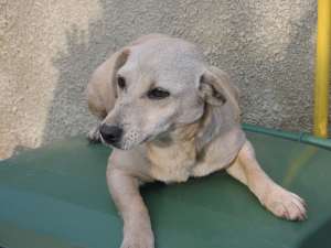 Catelusa talie mica - ofer spre adoptie