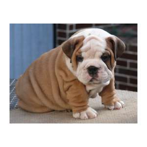 Bulldog englezesc