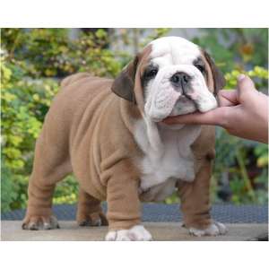 Bulldog englezesc