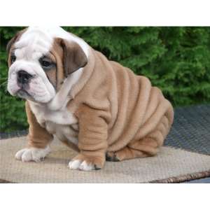 Bulldog englezesc