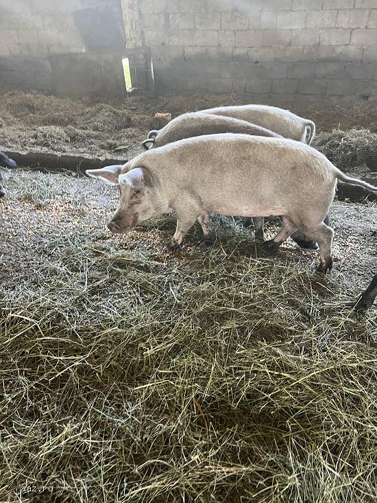 Vand porci rase comune,        mangalita