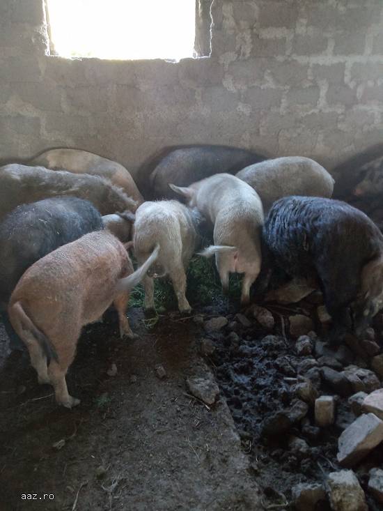 Vand porci rase comune,        mangalita