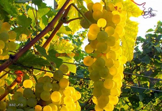 Struguri de vin producție 2023
