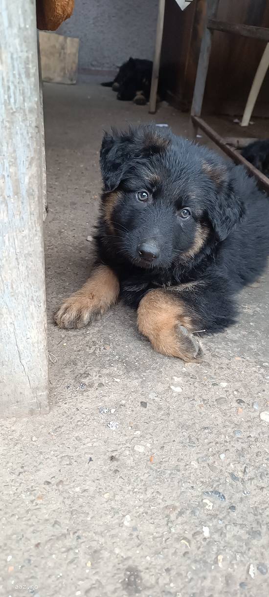 Ciobanesc german