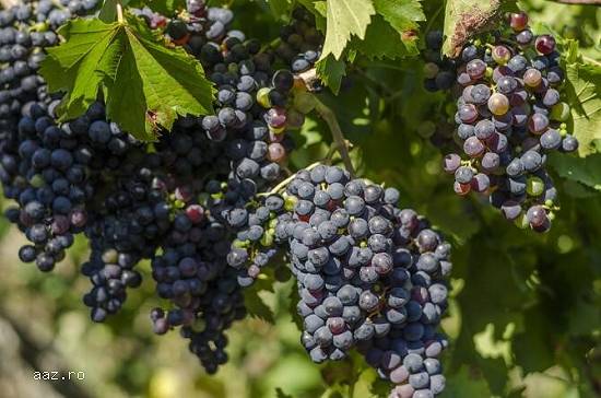 Vand struguri si vin
