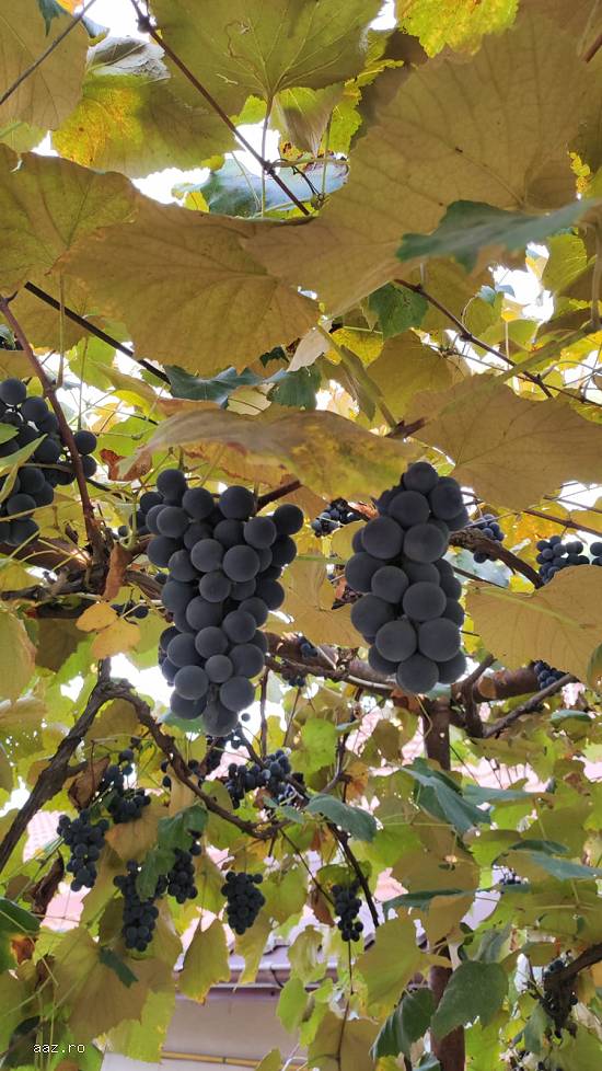 Vând struguri pentru vin