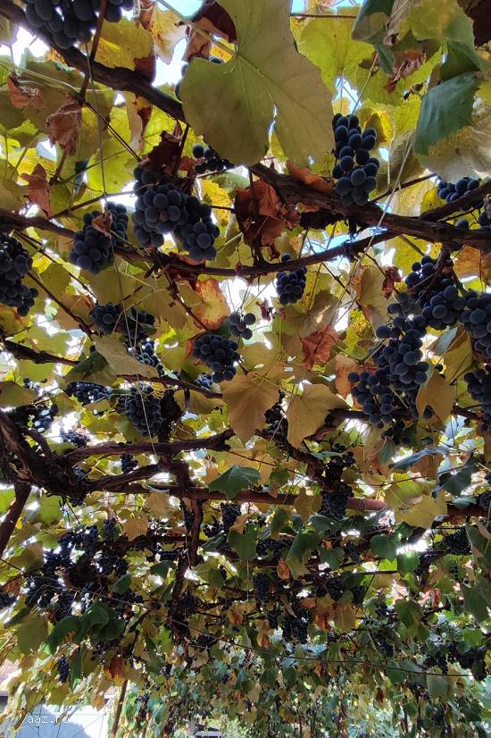 Vând struguri pentru vin