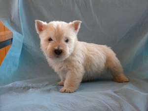 vand catelusi WESTIE