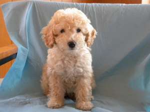 vand catelus caniche