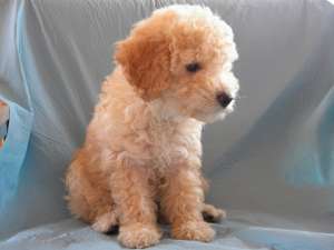 vand catelus caniche
