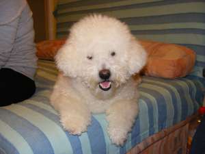 ofer monta bishon frise