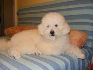 ofer monta bishon frise