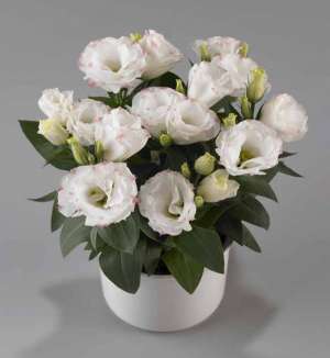 vand lisianthus