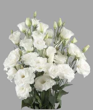 vand lisianthus