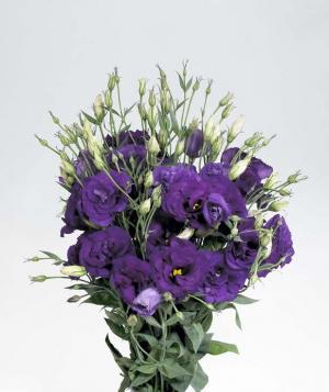 vand lisianthus