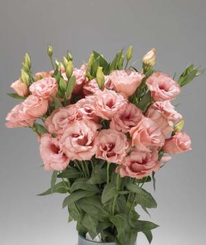 vand lisianthus