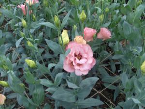 vand lisianthus