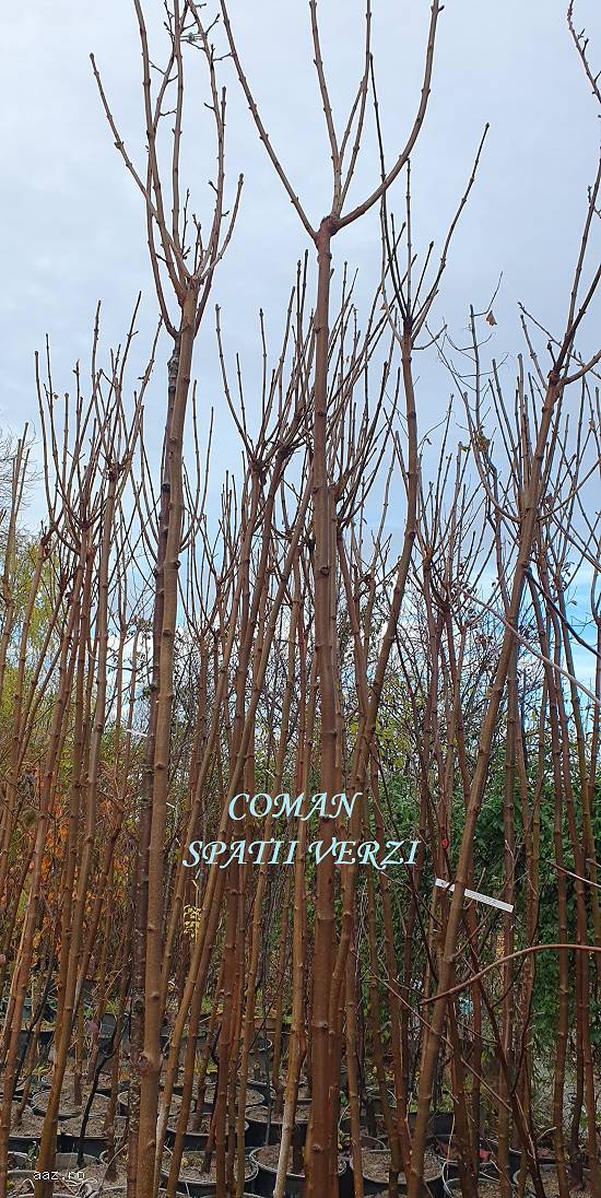 Acer platanoides Globosum (artar globular),   h=~3 m