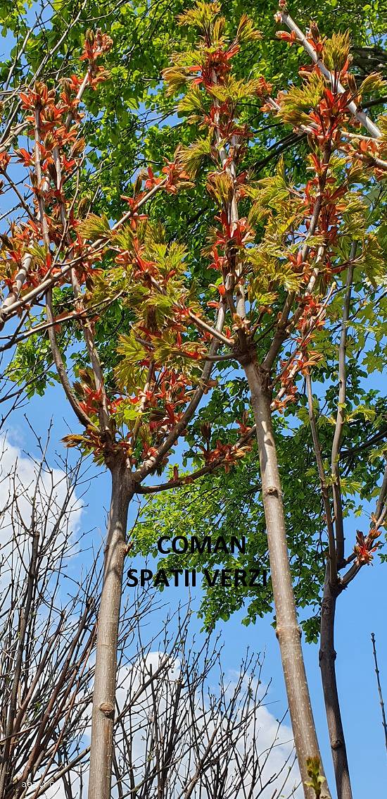Acer platanoides Globosum (artar globular),   h=~3 m