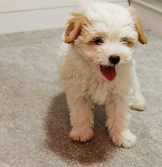 Bichon maltez mini