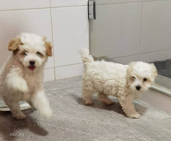 Bichon maltez mini