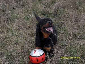 Vand rottweiler