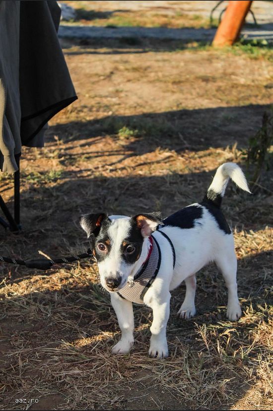 Monta Jack Russell Terrier