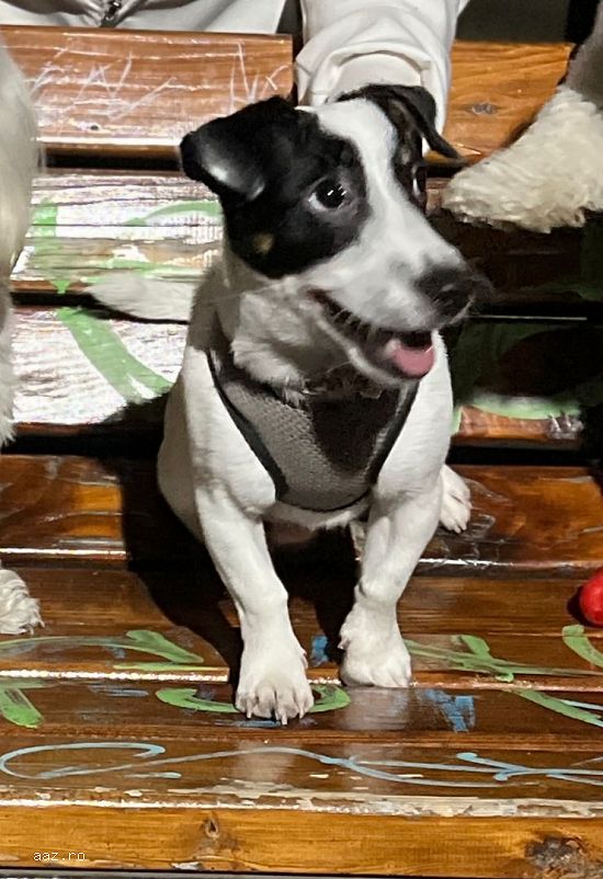 Monta Jack Russell Terrier