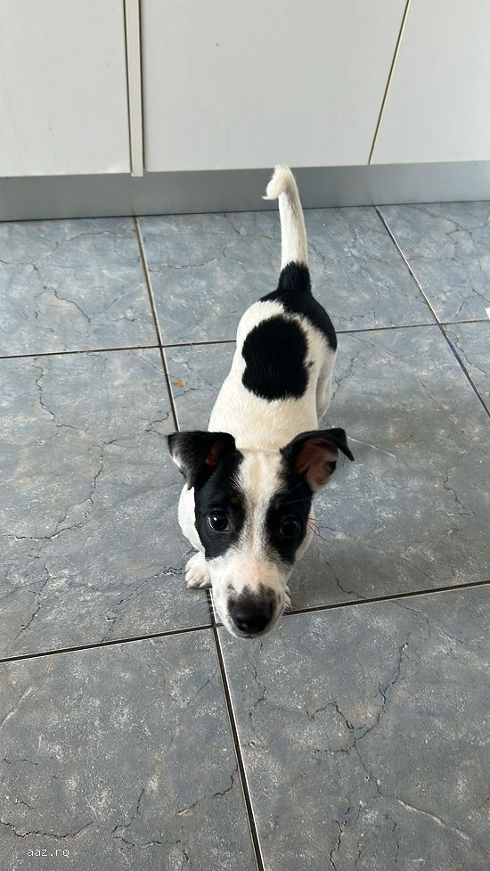Monta Jack Russell Terrier