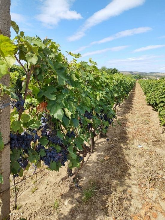 Vand microferma viticola si vin diverse soiuri