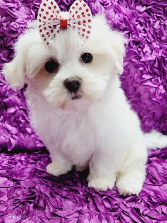 Bichon maltesse albi 2 luni