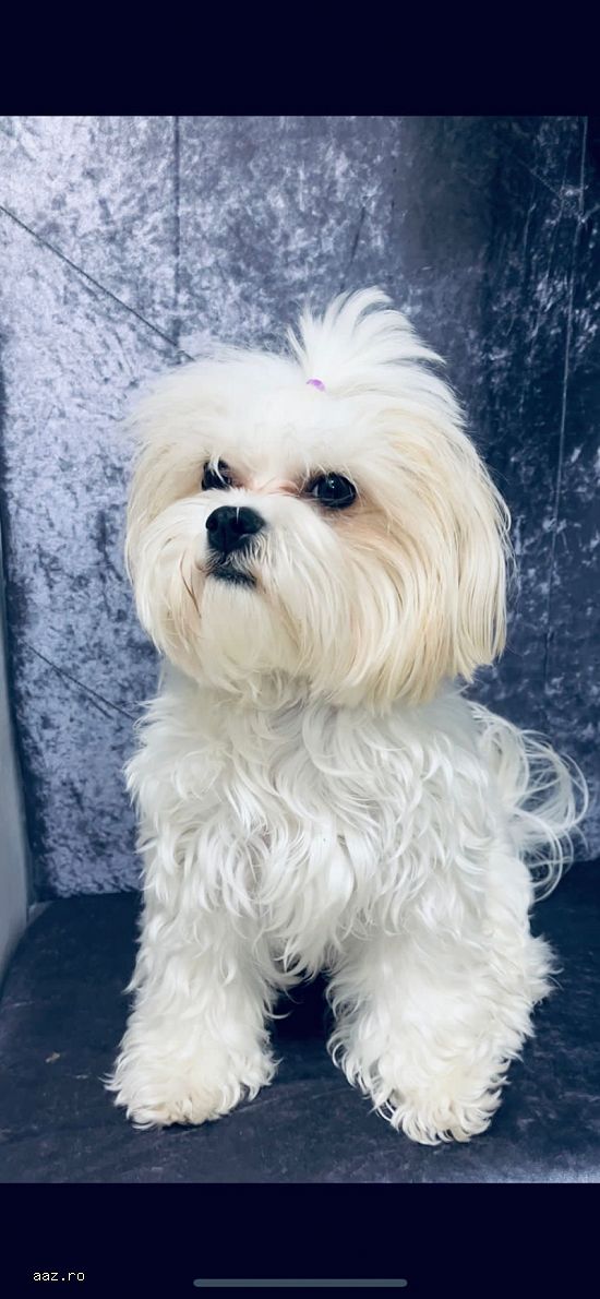 Bichon maltesse albi 2 luni