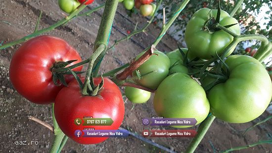 Rasaduri de rosii / tomate ardei vinete castraveti salata 2024