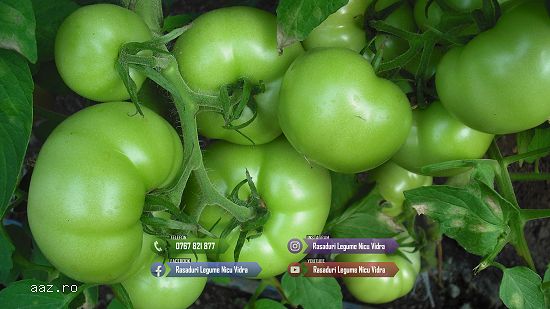 Rasad de rosii | Rasaduri tomate vinete ardei si alte rasaduri legume