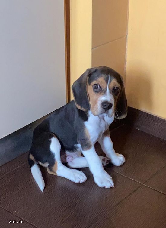 Caut femela Beagle pentru imperechere