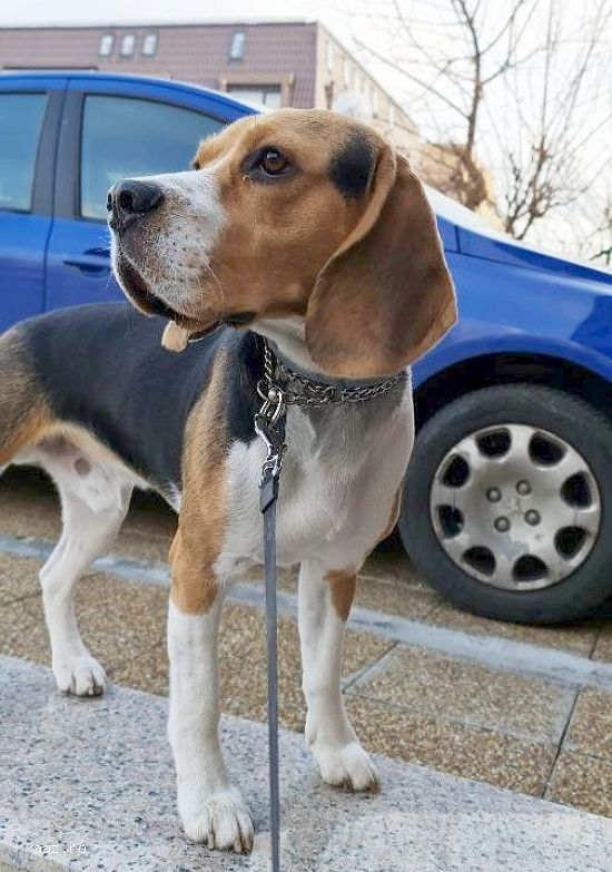 Caut femela Beagle pentru imperechere