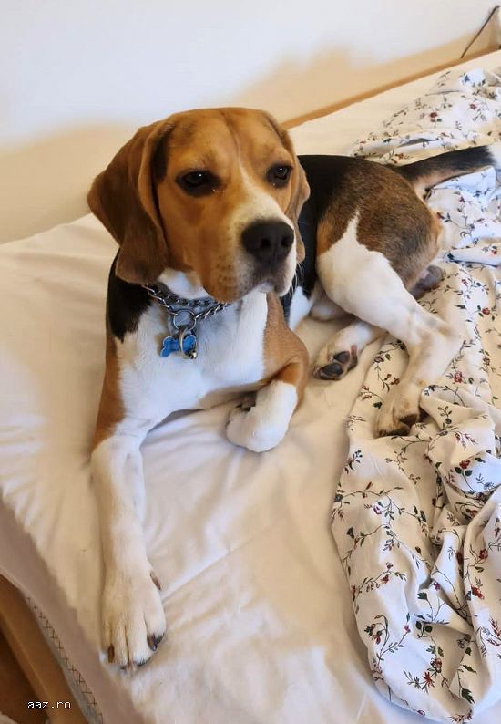 Caut femela Beagle pentru imperechere