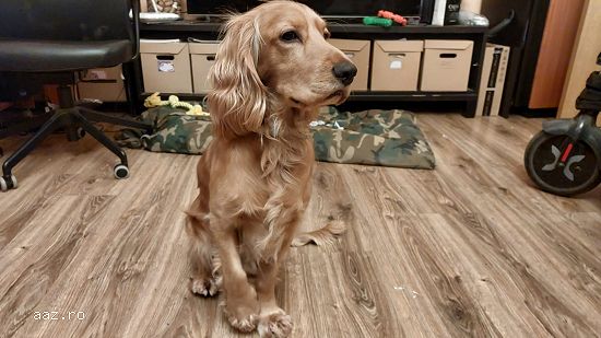 Cocker Spaniel Mascul 2 ani MONTA
