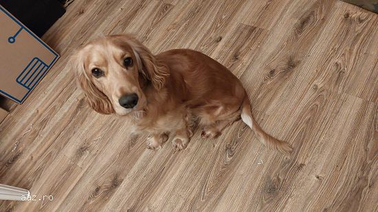 Cocker Spaniel Mascul 2 ani MONTA