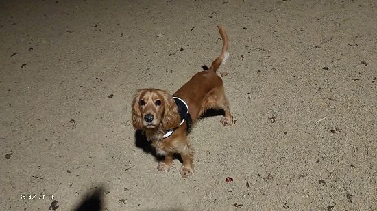 Cocker Spaniel Mascul 2 ani MONTA