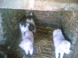 vand catei la 6 luni ciobanesti mioritici