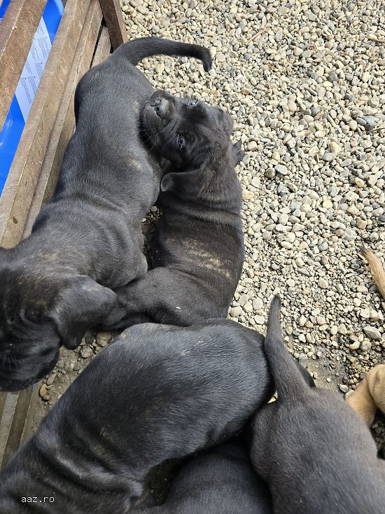Pui cane corso