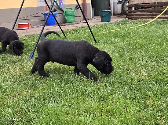 Pui cane corso