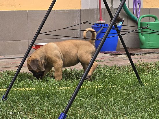Pui cane corso