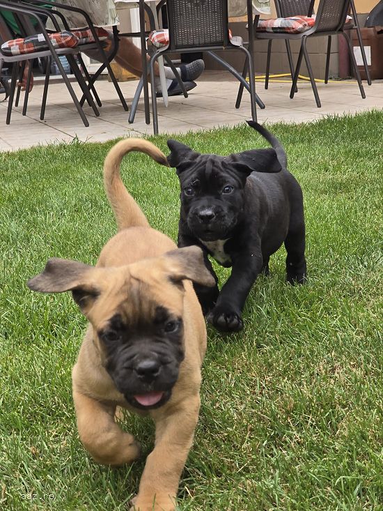 Pui cane corso