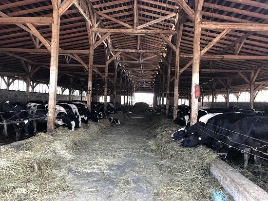 Proprietate imobiliara ferma bovine - Satu Mare!!!