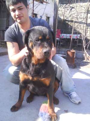 am gasit un rottweiler si caut stapanul