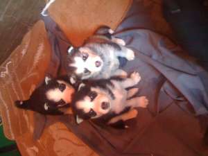 husky
