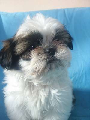 vand pui SHIH-TZU