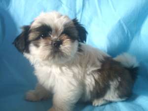 vand pui SHIH-TZU